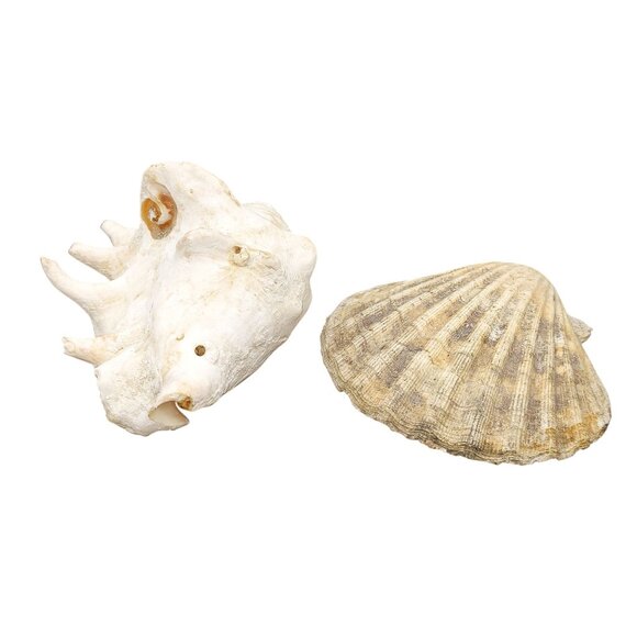 Vintage Conch & Scallop Seashells for Coastal Decor - Picture 4 of 4